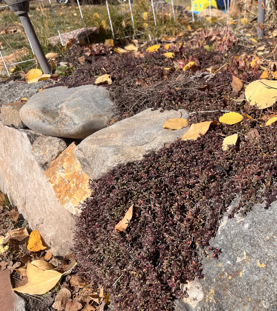 Creeping thyme covering a decorative wall